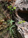 Euphorbia terracina