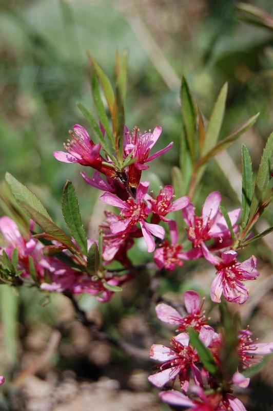 Изображение особи Amygdalus nana.