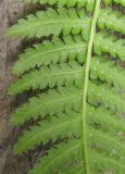 Athyrium monomachii. Обратная сторона вайи с фрагментами сорусов(?). Владивосток, Академгородок. 15 сентября 2012 г.