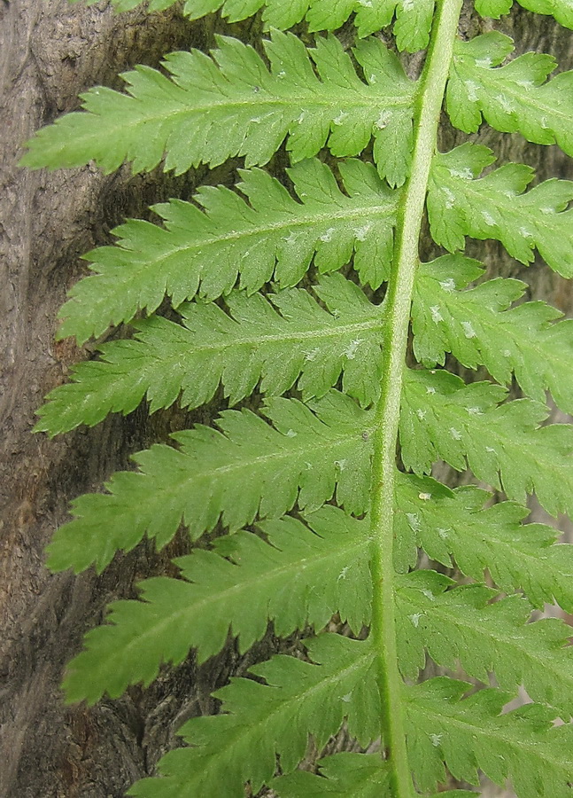 Image of Athyrium monomachii specimen.