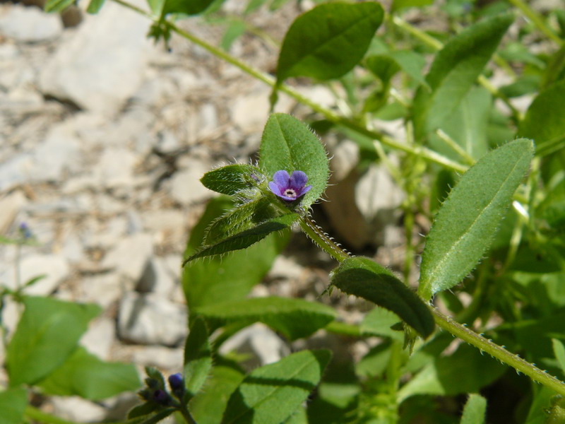 Изображение особи Asperugo procumbens.