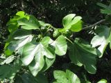 Ficus carica. Верхушка побега с незрелыми соплодиями. Южный берег Крыма, возле Ялты. 02.06.2009.
