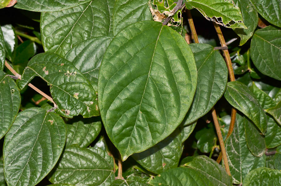 Изображение особи Clerodendrum splendens.