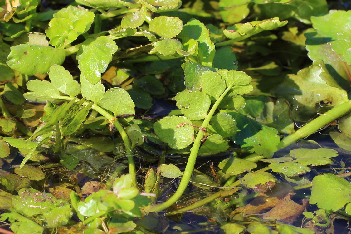 Изображение особи Berula erecta.