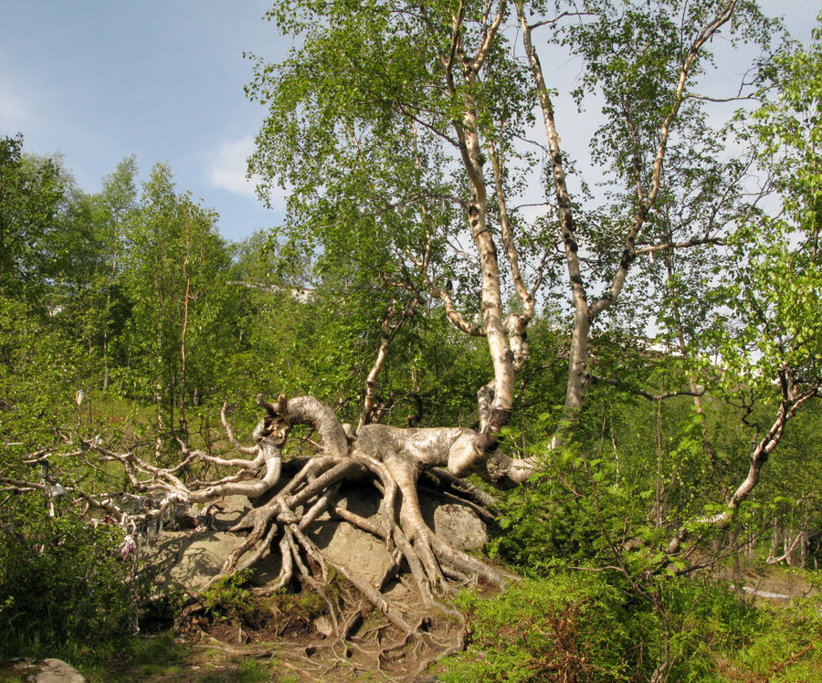 Image of Betula tortuosa specimen.