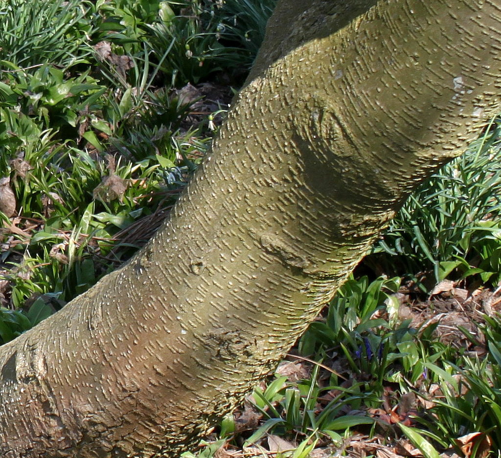 Image of Magnolia × soulangeana specimen.