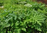 Heracleum moellendorffii. Цветущее растение на опушке леса. Приморье, бухта Уполномоченная. 10.08.2012.