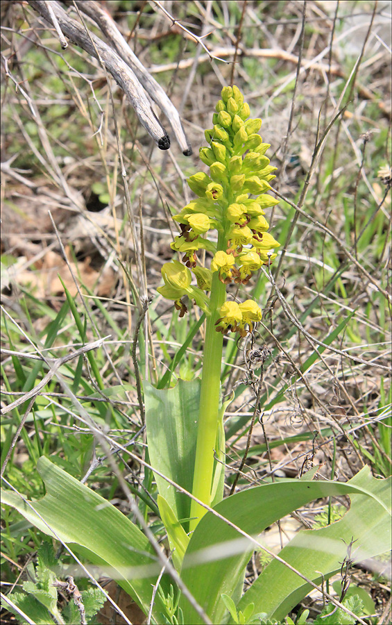 Изображение особи Orchis punctulata.