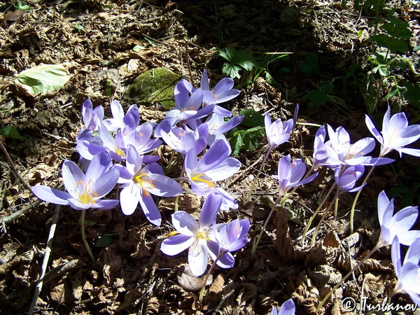 Image of Crocus speciosus specimen.