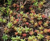 Sedum hispanicum