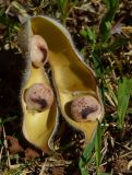 Lupinus pilosus