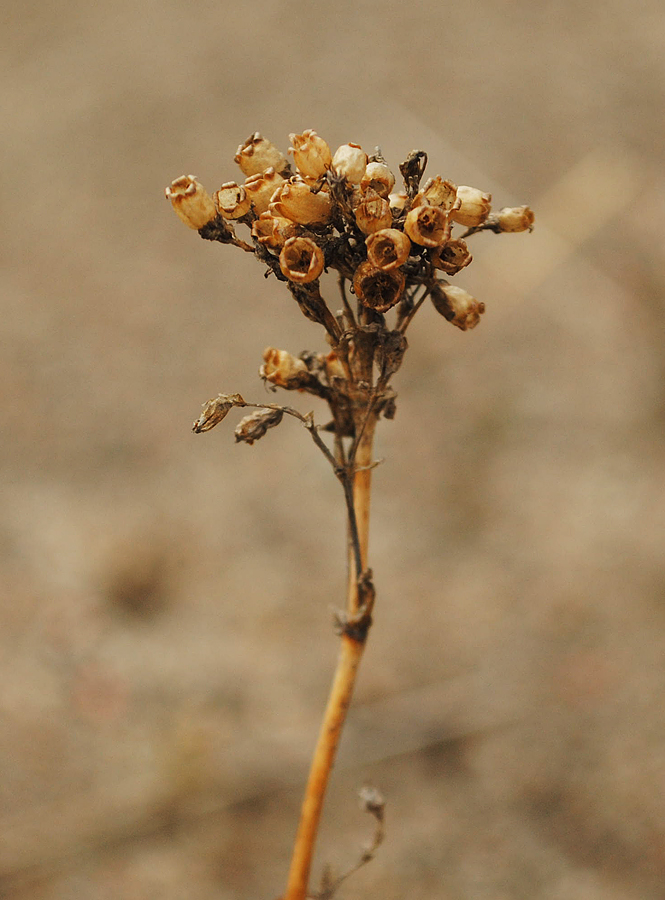 Image of Viscaria alpina specimen.