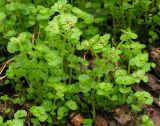 Chrysosplenium ramosum. Цветущие растения. Хабаровский край, Ванинский р-н, окр. пос. Высокогорный. 30.05.2013.