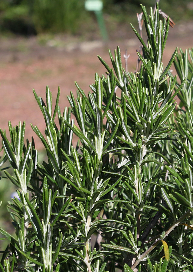 Image of Rosmarinus officinalis specimen.