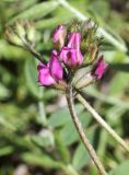 Oxytropis tschimganica