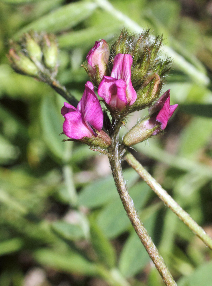 Image of Oxytropis tschimganica specimen.