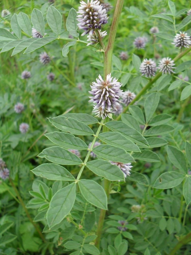 Изображение особи Glycyrrhiza echinata.