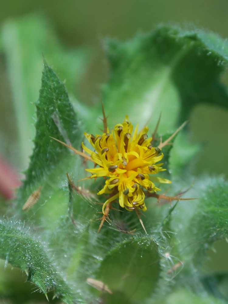 Image of Centaurea benedicta specimen.