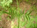 Valeriana wolgensis