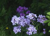 Hesperis matronalis