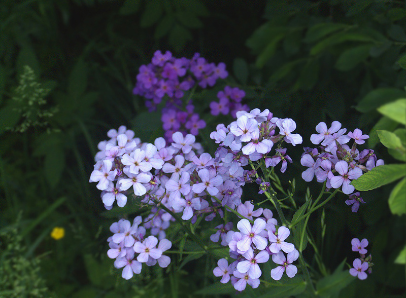 Image of Hesperis matronalis specimen.