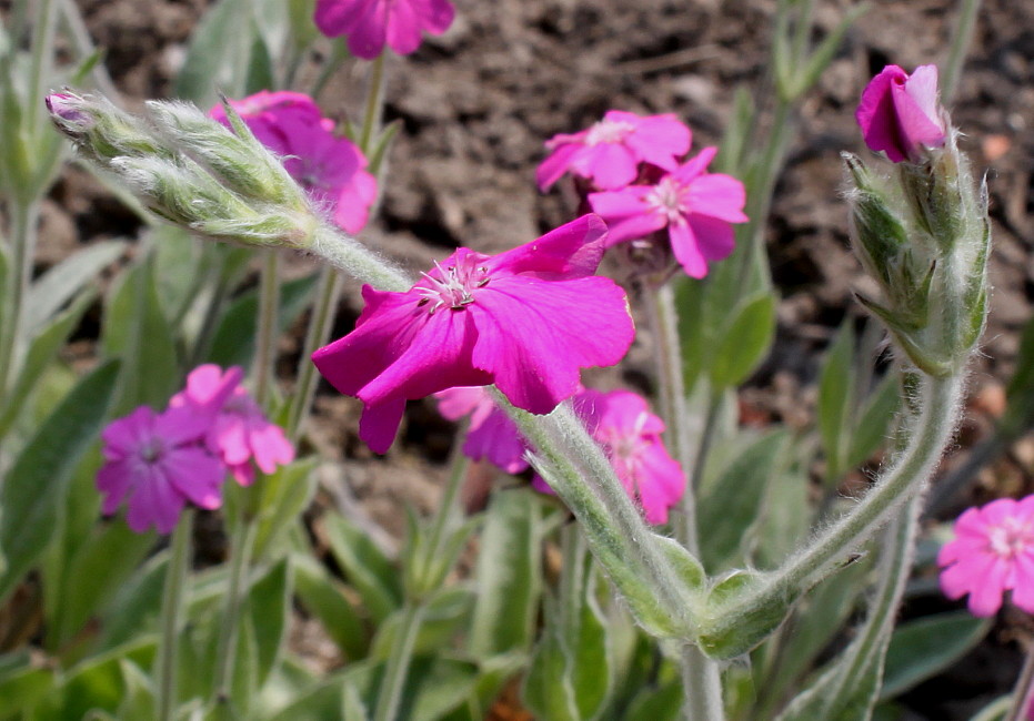 Изображение особи Lychnis flos-jovis.