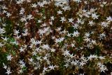 Sedum pallidum. Верхушка растения с соцветиями. Крым, Севастополь, окр. пос. Любимовка. 12 июня 2013 г.