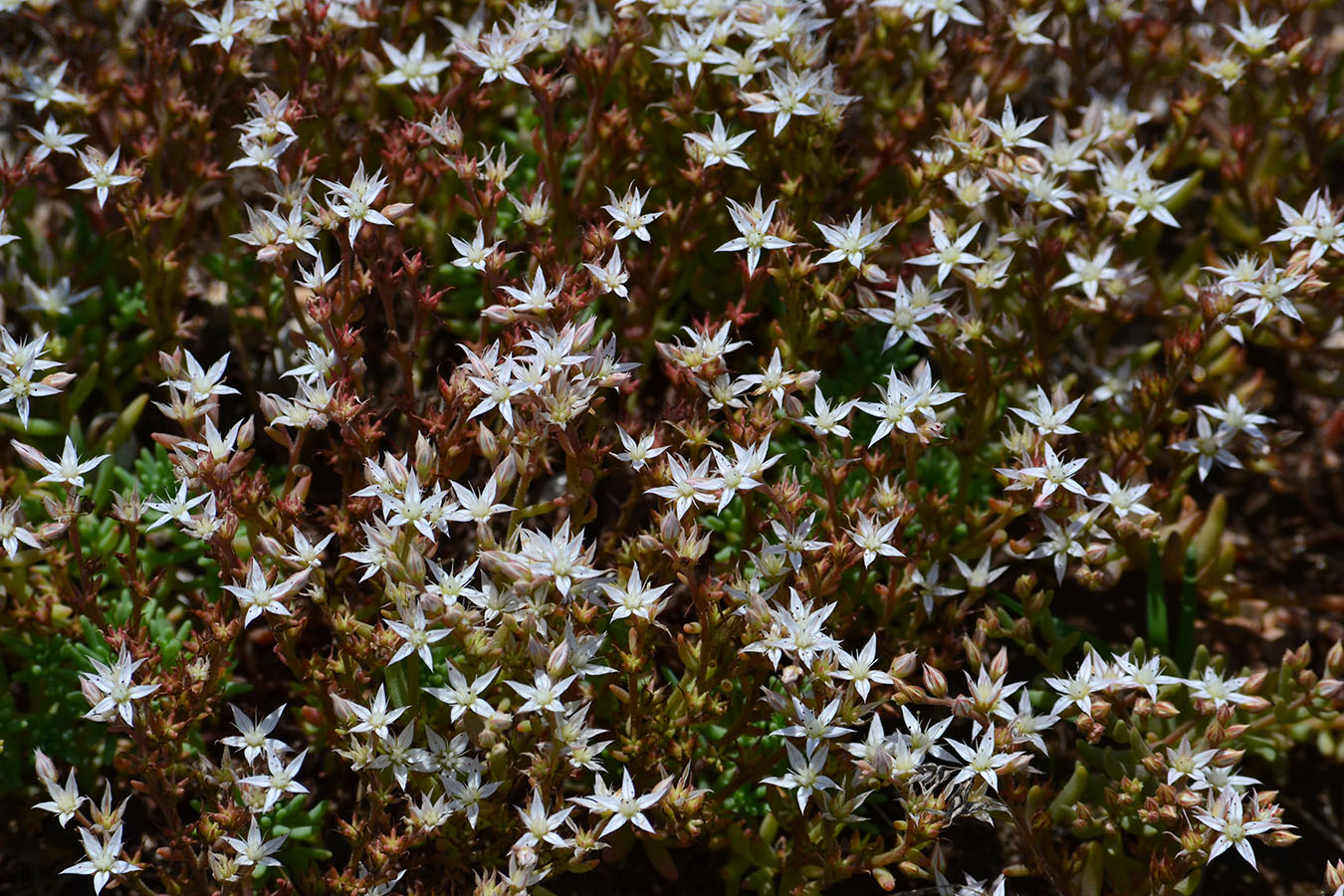 Image of Sedum pallidum specimen.