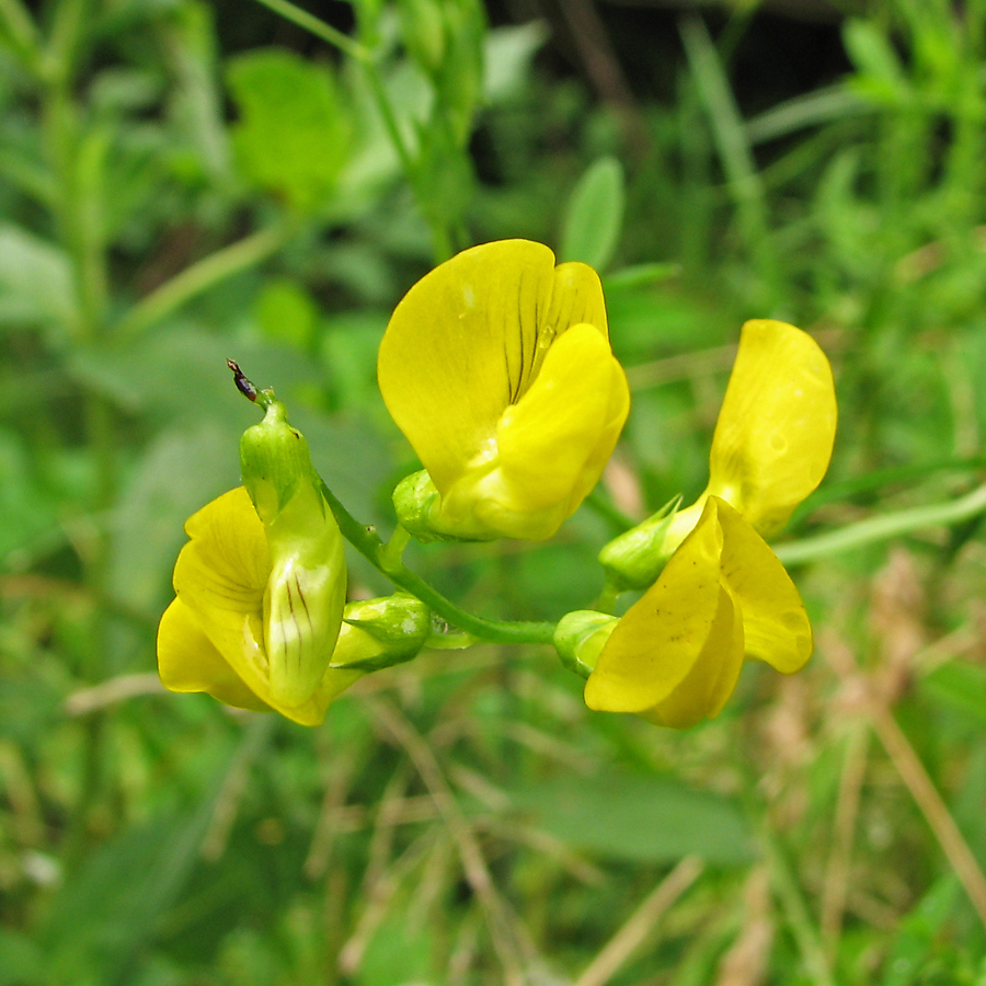 Изображение особи Lathyrus pratensis.