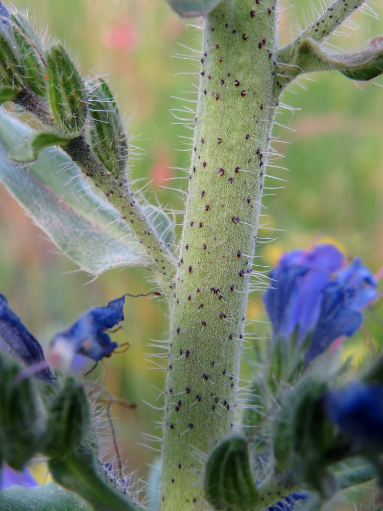 Изображение особи Echium vulgare.