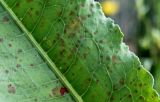 Rumex hydrolapathum