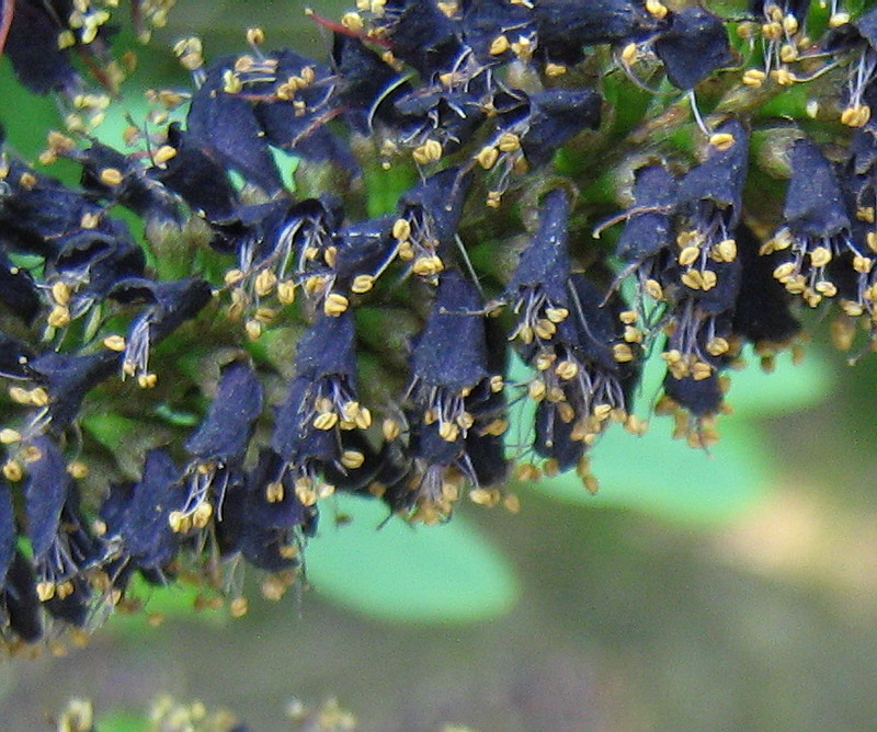Image of Amorpha fruticosa specimen.