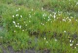 genus Eriophorum. Плодоносящие растения. Камчатский край, Ключевская группа вулканов, верховья р. Студеная. 24.07.2013.