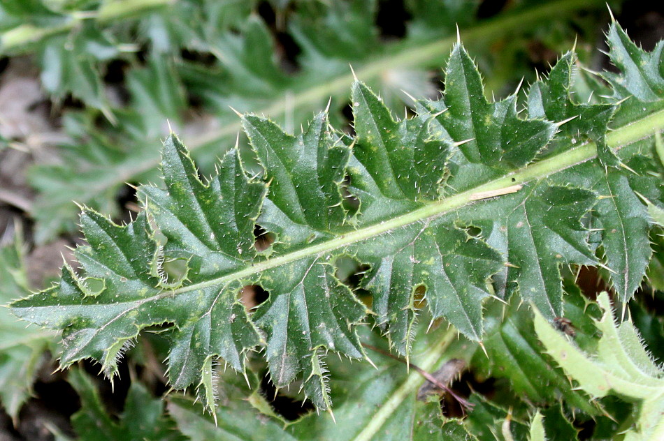 Image of Cirsium acaule specimen.