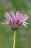 Taraxacum lilacinum