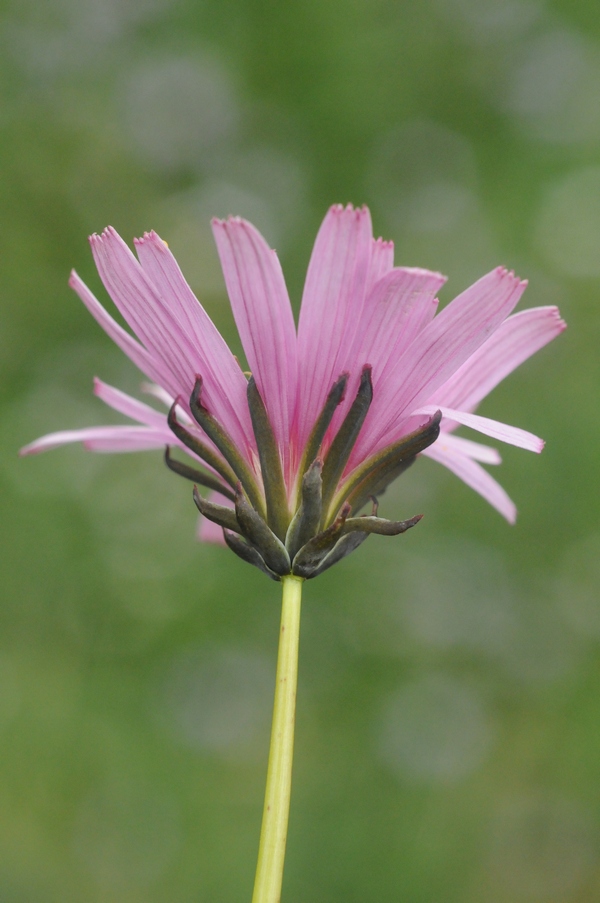 Изображение особи Taraxacum lilacinum.