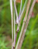 Agrostis canina. Часть побега с узлами. Костромская обл., Кадыйский р-н, окрестности дер. Селище, просека под ЛЭП. 15.09.2013.
