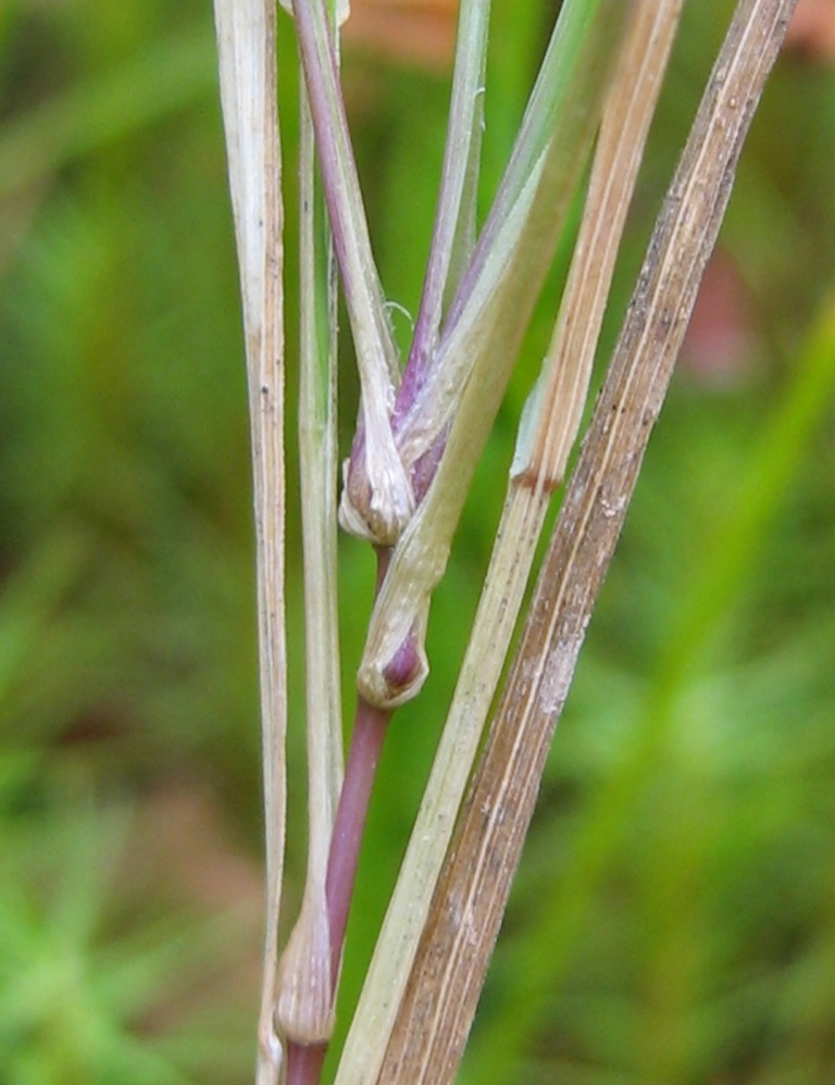 Изображение особи Agrostis canina.