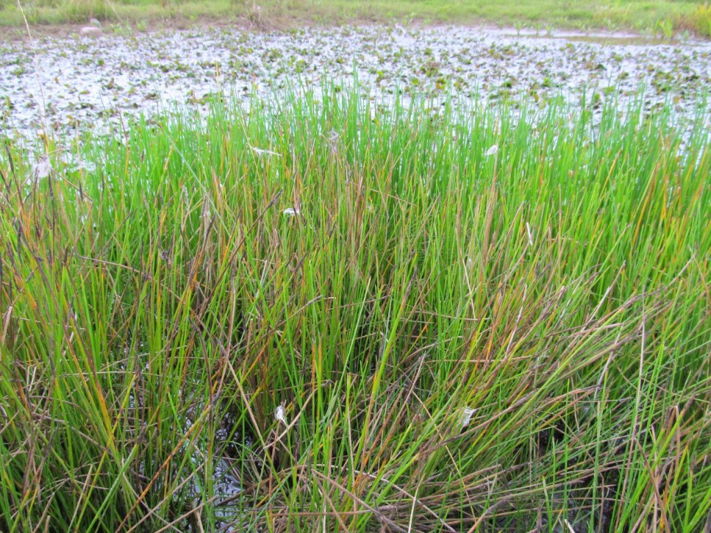 Изображение особи род Eriophorum.