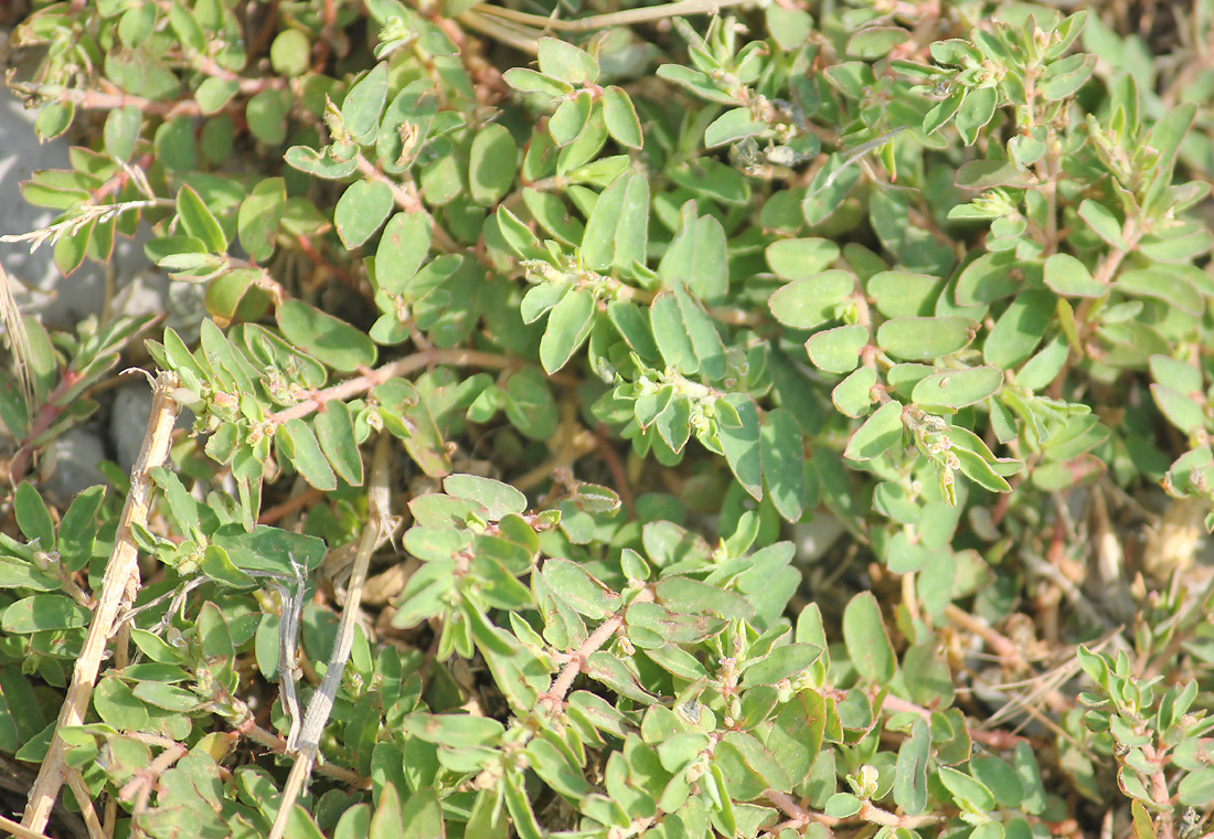 Image of Euphorbia maculata specimen.