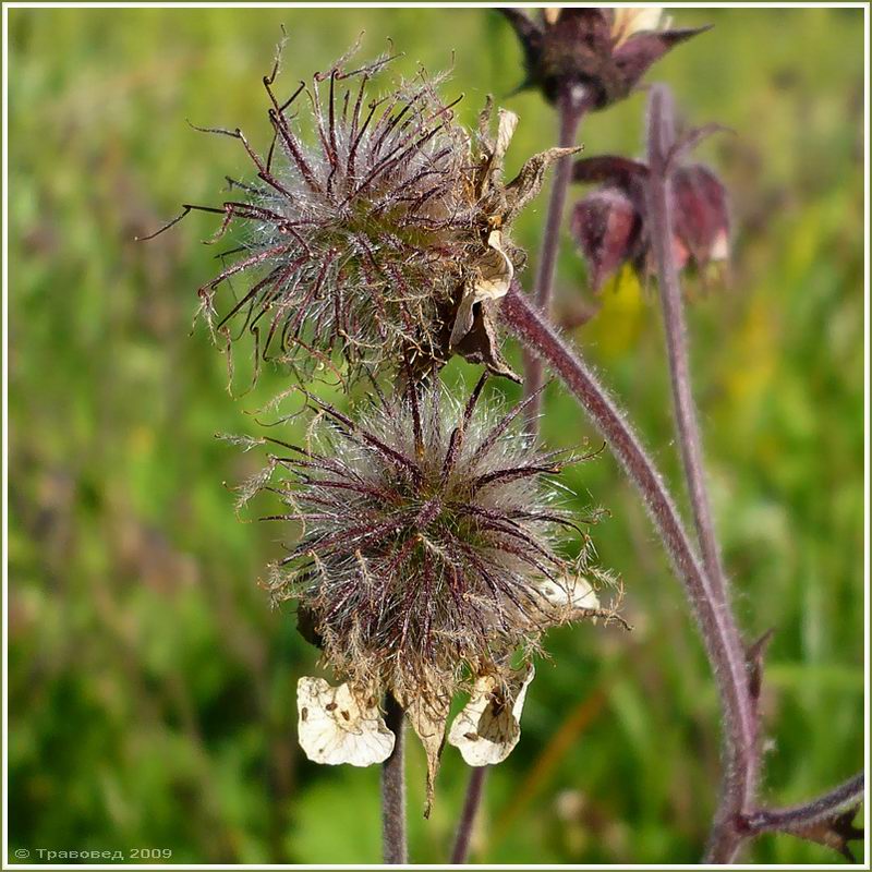 Изображение особи Geum rivale.