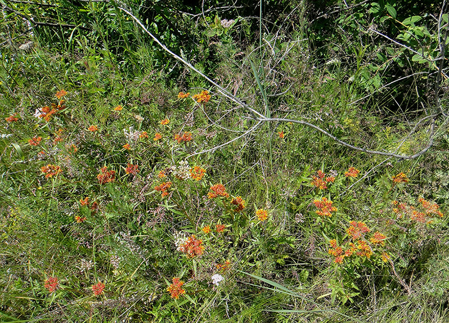 Image of Aizopsis rhodocarpa specimen.