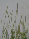 Image of taxon representative. Author is Раду Кибзий