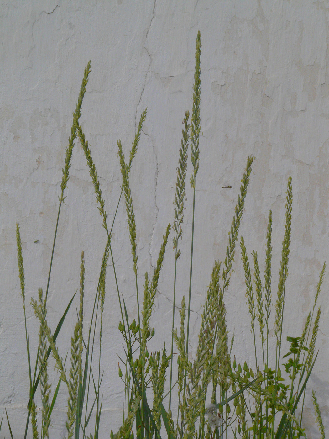 Image of Elytrigia repens specimen.