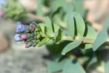 Mertensia maritima. Побег с расцветающим соцветием. Карелия, Лоухский р-н, окр. пос. Чкаловский, берег Белого моря. 16.06.2013.