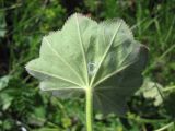 Alchemilla tytthantha. Лист. Горный Крым, Долгоруковская яйла, ручей Суботхан. 3 июня 2012 г.