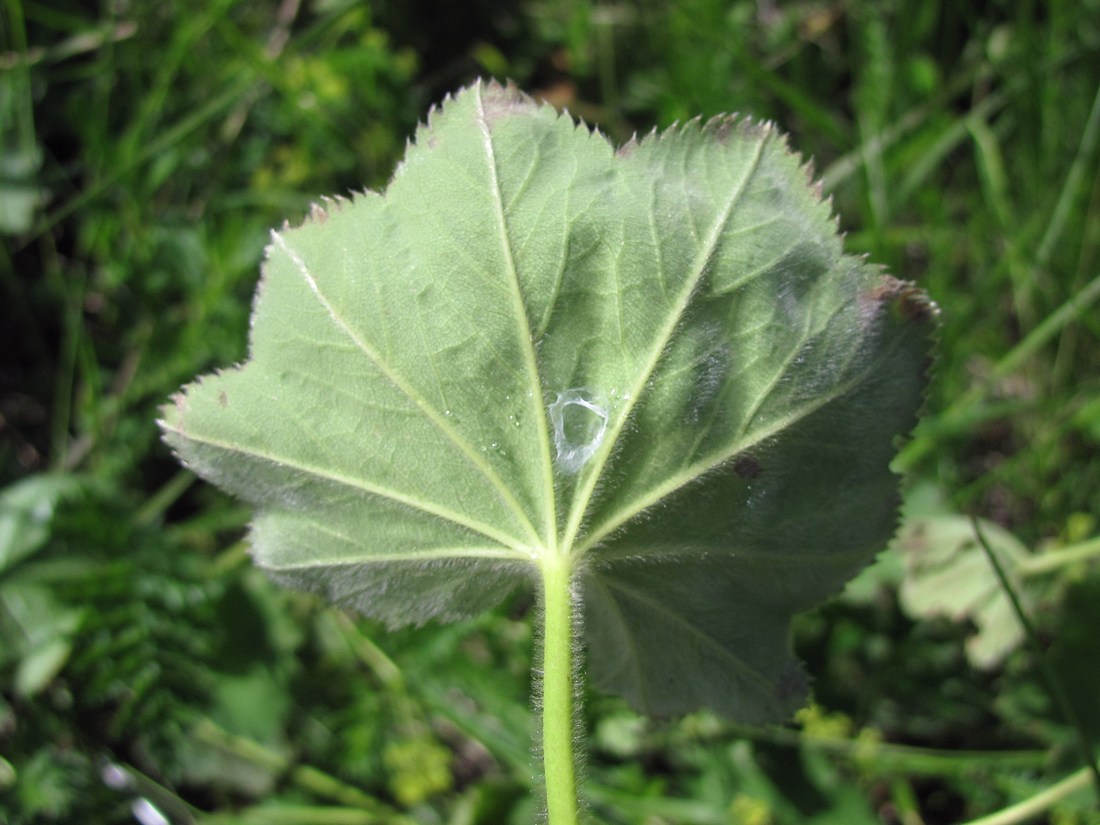 Изображение особи Alchemilla tytthantha.