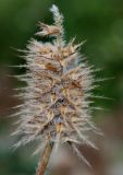 Trifolium ochroleucon. Соплодие. Германия, г. Дюссельдорф, Ботанический сад университета. 14.08.2013.