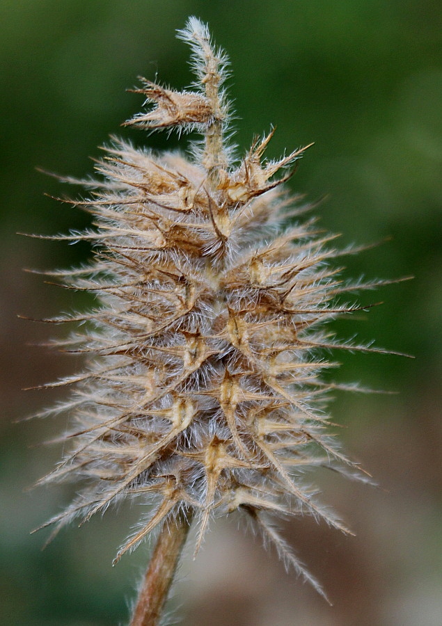 Изображение особи Trifolium ochroleucon.