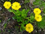 Ranunculus altaicus